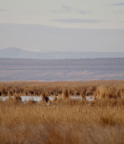 Weitblick, (c)  Neusiedler See Tourismus / Annika Thell