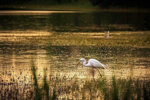 Herbst Neusiedlersee © Quelle: https://www.podersdorfamsee.at/