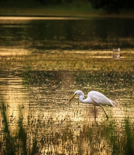 Herbst Neusiedlersee © Quelle: https://www.podersdorfamsee.at/