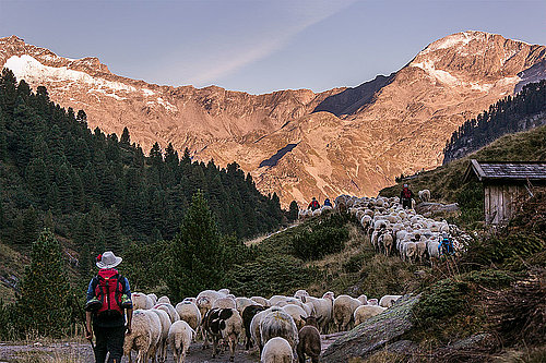 Almabtrieb sheep, (c) archive tourism association Tux-Finkenberg