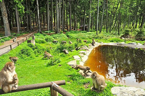 Japanmakaken am Teich, (c) Affenberg Landskron