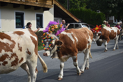 Almabtrieb in Fieberbrunn © Marion Pichler