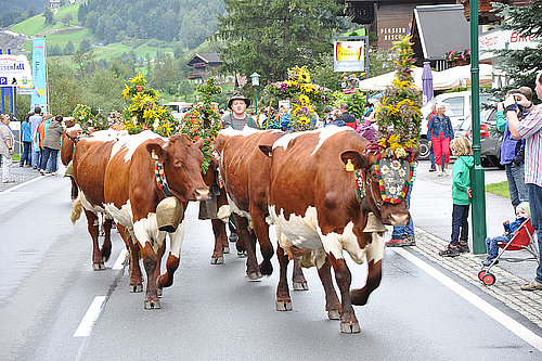 Almabtrieb © Tourism Association Bruck-Fusch