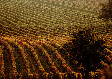 Vineyards, (c) NTG/steve.haider.com
