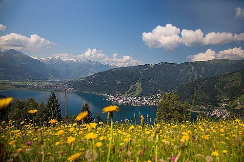 Alpine flowers on the Mitterberg, (c) Zell am See-Kaprun Tourism/Faistauer Photography