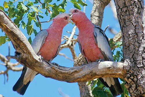 Rosakakadu, (c) www.vogelpark.at